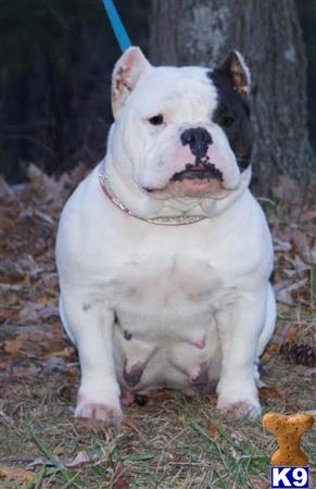 TillmanKennels Picture 2